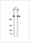 FLNA Antibody